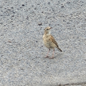 Anthus australis at Mitchell, ACT - 1 Dec 2022