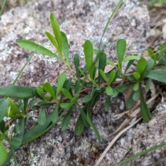 Hibbertia obtusifolia (Grey Guinea-flower) at Jedbinbilla - 3 Nov 2022 by mainsprite