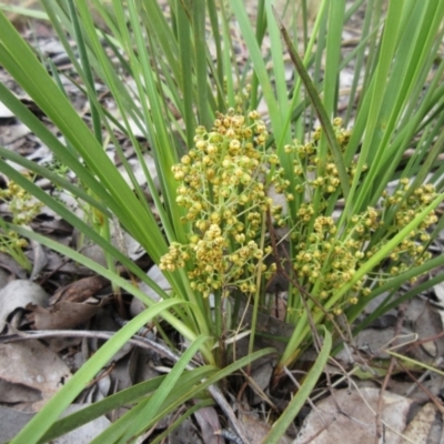 Lomandra filiformis subsp. coriacea (Wattle Matrush) at Weetangera, ACT - 29 Nov 2022 by sangio7