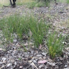 Lomandra filiformis subsp. coriacea at Weetangera, ACT - 30 Nov 2022 07:17 AM