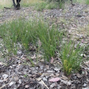 Lomandra filiformis subsp. coriacea at Weetangera, ACT - 30 Nov 2022 07:17 AM