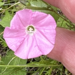 Convolvulus angustissimus subsp. angustissimus (Australian Bindweed) at Aranda Bushland - 1 Dec 2022 by lbradley