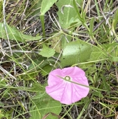 Convolvulus angustissimus subsp. angustissimus at Molonglo Valley, ACT - 1 Dec 2022