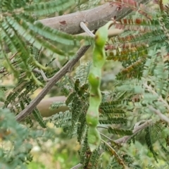 Acacia mearnsii (Black Wattle) at Jerrabomberra, ACT - 30 Nov 2022 by Mike