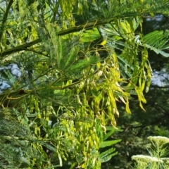 Acacia decurrens (Green Wattle) at Jerrabomberra, ACT - 30 Nov 2022 by Mike