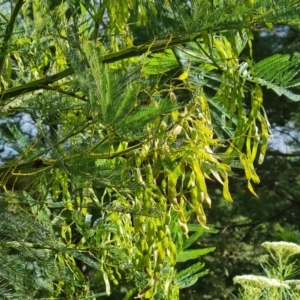 Acacia decurrens at Jerrabomberra, ACT - 30 Nov 2022