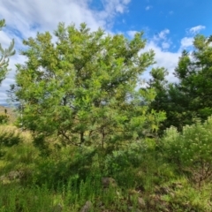 Acacia decurrens at Jerrabomberra, ACT - 30 Nov 2022