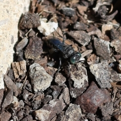 Crabroninae (subfamily) at Wodonga, VIC - 1 Dec 2022 by KylieWaldon
