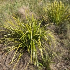 Lomandra longifolia (Spiny-headed Mat-rush, Honey Reed) at Griffith, ACT - 1 Dec 2022 by AlexKirk