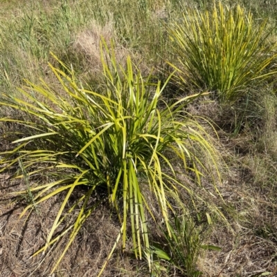 Lomandra longifolia (Spiny-headed Mat-rush, Honey Reed) at Griffith, ACT - 1 Dec 2022 by AlexKirk