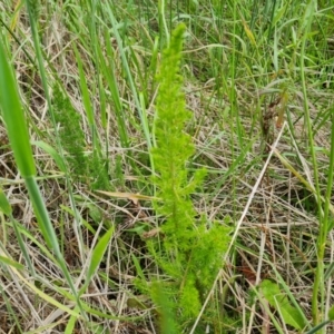 Erica lusitanica at Isaacs, ACT - 1 Dec 2022 04:11 PM