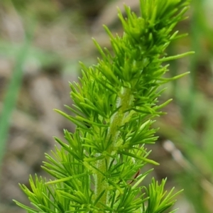 Erica lusitanica at Isaacs, ACT - 1 Dec 2022 04:11 PM