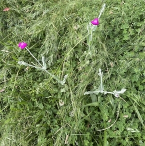 Silene coronaria at Aranda, ACT - 1 Dec 2022 04:11 PM