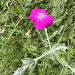 Silene coronaria at Aranda, ACT - 1 Dec 2022 04:11 PM