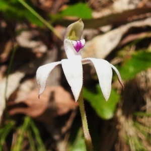 Caladenia moschata at Cotter River, ACT - suppressed