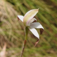 Caladenia moschata at Cotter River, ACT - suppressed