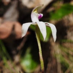 Caladenia moschata at Cotter River, ACT - suppressed