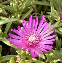 Carpobrotus aequilaterus (Angled Pigface) at Aranda, ACT - 1 Dec 2022 by lbradley