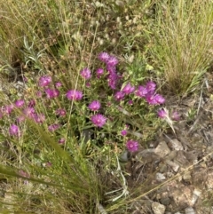 Carpobrotus aequilaterus at Aranda, ACT - 1 Dec 2022