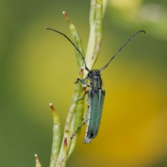 Phytoecia caerulescens (Paterson's curse stem beetle) at Ainslie, ACT - 30 Nov 2022 by DPRees125