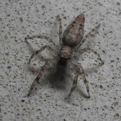 Helpis minitabunda (Threatening jumping spider) at Wanniassa, ACT - 30 Nov 2022 by JohnBundock