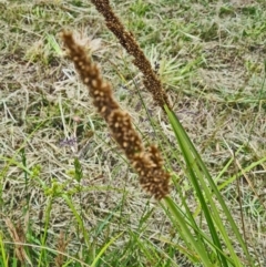 Carex tereticaulis (Poongort) at Sth Tablelands Ecosystem Park - 1 Dec 2022 by galah681