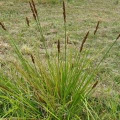 Carex tereticaulis at Molonglo Valley, ACT - 1 Dec 2022 11:41 AM