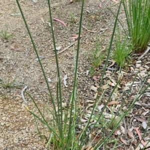 Eleocharis acuta at Molonglo Valley, ACT - 1 Dec 2022 11:45 AM