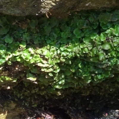 Lunularia cruciata (A thallose liverwort) at ANBG - 30 Nov 2022 by JanetRussell