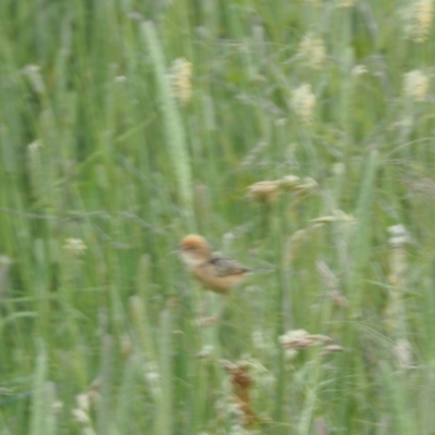 Cisticola exilis (Golden-headed Cisticola) at Kowen, ACT - 1 Dec 2022 by wombey