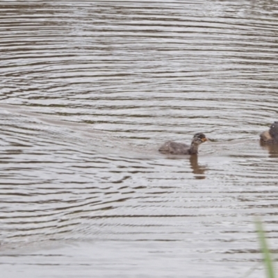 Tachybaptus novaehollandiae (Australasian Grebe) at Oaks Estate, ACT - 1 Dec 2022 by wombey