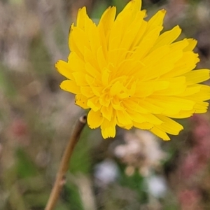 Hypochaeris radicata at Fraser, ACT - 1 Dec 2022