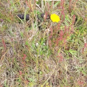 Hypochaeris radicata at Fraser, ACT - 1 Dec 2022