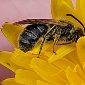 Lasioglossum (Chilalictus) lanarium at Fraser, ACT - 1 Dec 2022 04:10 PM