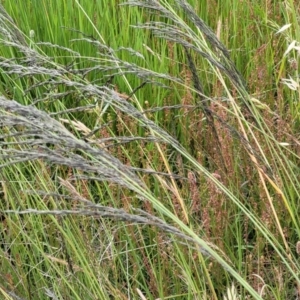 Eragrostis curvula at Dunlop, ACT - 1 Dec 2022 04:17 PM