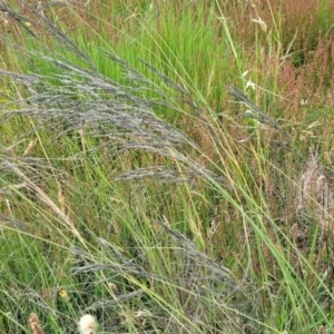 Eragrostis curvula at Dunlop, ACT - 1 Dec 2022 04:17 PM