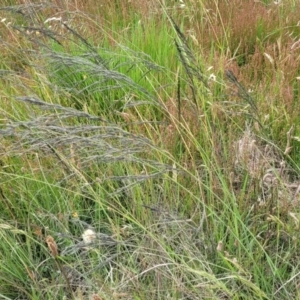 Eragrostis curvula at Dunlop, ACT - 1 Dec 2022 04:17 PM