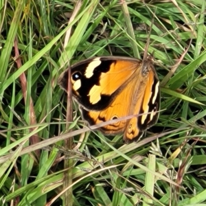 Heteronympha merope at Fraser, ACT - 1 Dec 2022