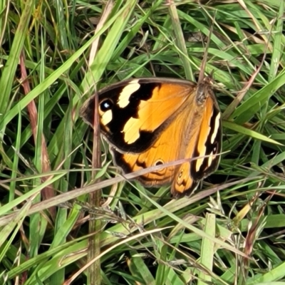 Heteronympha merope (Common Brown Butterfly) at Fraser, ACT - 1 Dec 2022 by trevorpreston