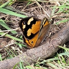 Heteronympha merope at Fraser, ACT - 1 Dec 2022