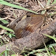 Heteronympha merope at Fraser, ACT - 1 Dec 2022