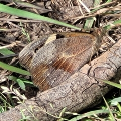 Heteronympha merope at Fraser, ACT - 1 Dec 2022