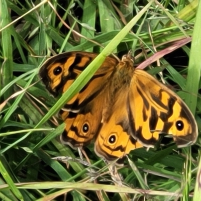 Heteronympha merope (Common Brown Butterfly) at Fraser, ACT - 1 Dec 2022 by trevorpreston