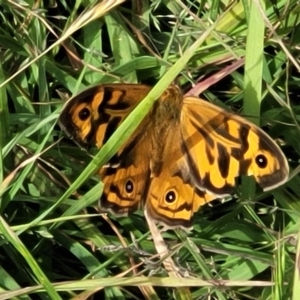 Heteronympha merope at Fraser, ACT - 1 Dec 2022 04:32 PM