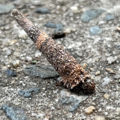 Lepidoscia (genus) IMMATURE (Unidentified Cone Case Moth larva, pupa, or case) at Macgregor, ACT - 1 Dec 2022 by JimL