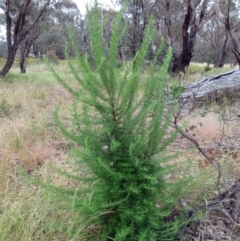 Cassinia aculeata subsp. aculeata (Dolly Bush, Common Cassinia, Dogwood) at Weetangera, ACT - 29 Nov 2022 by sangio7