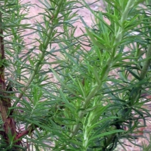 Cassinia aculeata subsp. aculeata at Weetangera, ACT - 30 Nov 2022