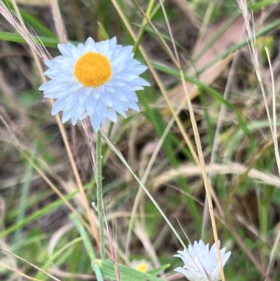 Leucochrysum albicans (Hoary Sunray) at Umbagong District Park - 1 Dec 2022 by JimL