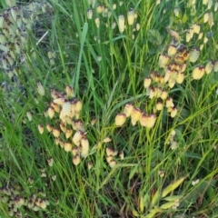 Briza maxima (Quaking Grass, Blowfly Grass) at Bungendore, NSW - 30 Nov 2022 by clarehoneydove