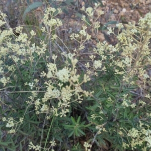 Astrotricha ledifolia at Bungendore, NSW - 30 Nov 2022 07:20 PM